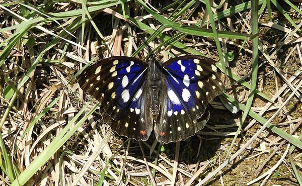 On the premises of the Okayama Tire Proving Ground, a Sasakia charonda (Nymphalidae family) butterfly, which is designated by Okayama Prefecture as a species requiring particular interest, emerges successfully for the first time in 2020