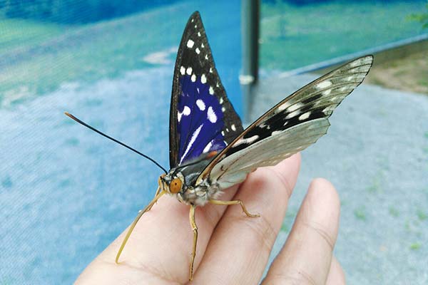 Ichijima Factory The great purple emperor (Nymphalidae family) Near threatened species designated by Hyogo Prefecture
