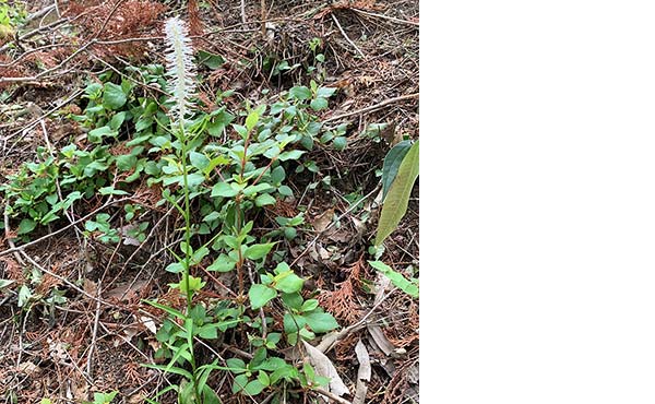 Chionographis japonica (Melanthiaceae family) cultivated on the premises of the Nagoya Factory is a rare species
