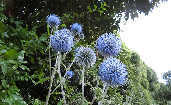 Echinops setifer (Asteraceae family), an endangered species designated by Miyazaki Prefecture cultivated on the premises of the Miyazaki Factory