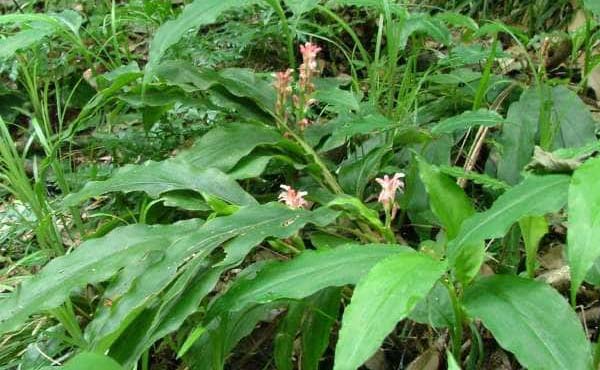 Alpinia japonica, a rare species, nurtured at the Izumiotsu Factory